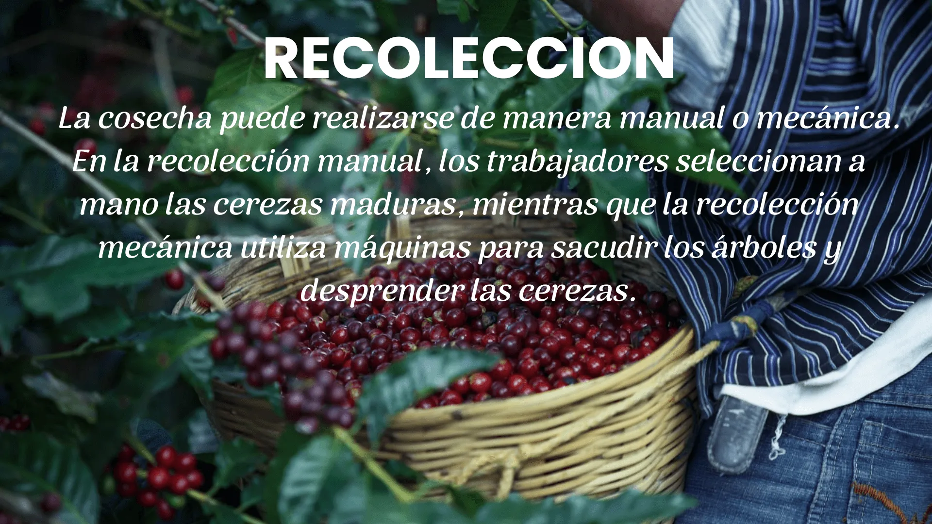 recoleccion