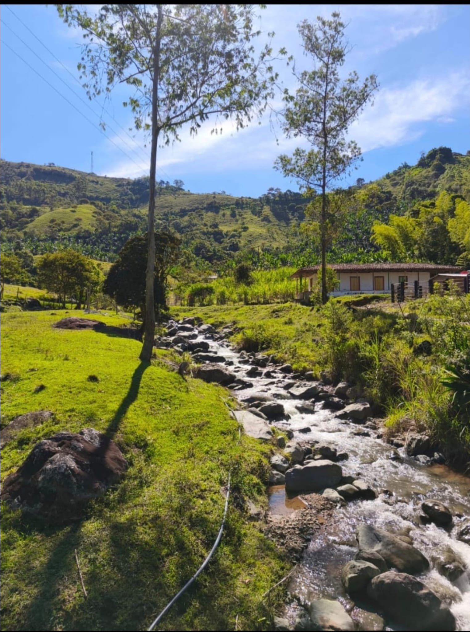 Esencia de Oro El Cairo Valle del Cauca