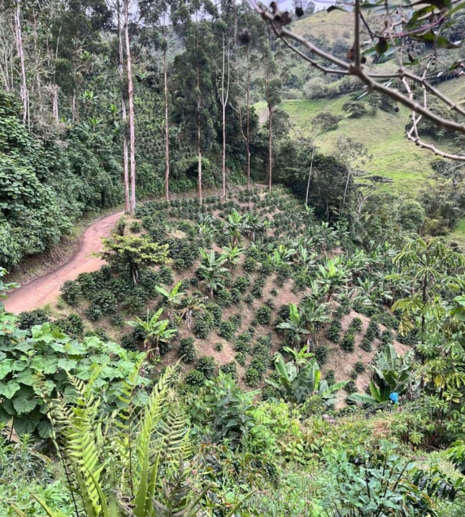 Cafetales Valle del Cauca Colombia